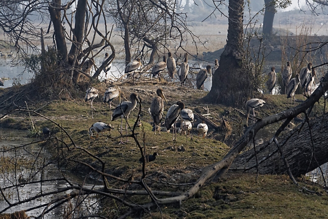 Keoladeo national park-109